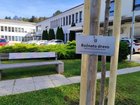 V rožnatem oktobru rožnato drevo  (3)